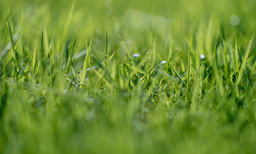 Produktion & Rasentipps online kaufen » Fertigrasen Farm Winkel - Shop